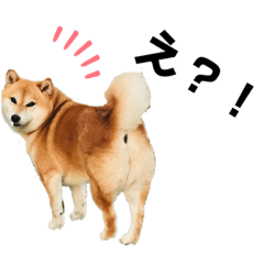 [LINEスタンプ] 柴犬のシンプルスタンプ5