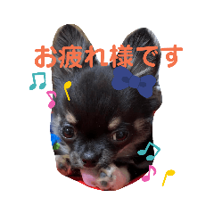 [LINEスタンプ] 変顔チワワ2