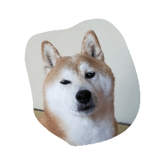 [LINEスタンプ] 柴犬しば爺