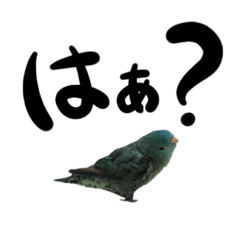 [LINEスタンプ] サザナミインコのつぶちゃん