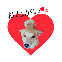 [LINEスタンプ] リボンちゃんスタンプ