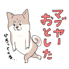 [LINEスタンプ] まいにち柴犬さぁ！(沖縄)の画像（メイン）