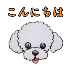 [LINEスタンプ] トイプードル (ホワイト)