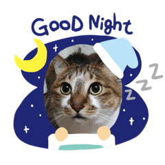 [LINEスタンプ] 猫のスタンプ201905