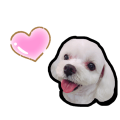 [LINEスタンプ] たださん家のあらしくん