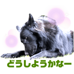 [LINEスタンプ] 黒犬さんシリーズ。4