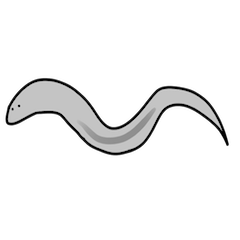 [LINEスタンプ] 線虫（C. elegans）のスタンプ