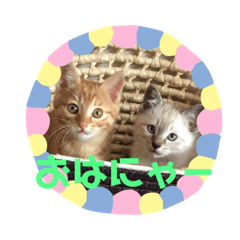 [LINEスタンプ] ちゃちゃ☆しら
