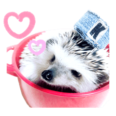 [LINEスタンプ] ハリネズミの小春