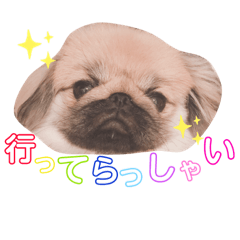 [LINEスタンプ] ポコ、ときどき小次郎のスタンプ