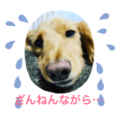 [LINEスタンプ] しょんぼり顔の犬の画像（メイン）