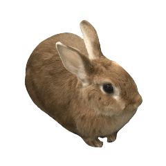 [LINEスタンプ] うさぎ￣(=∵=)