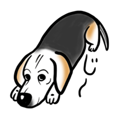 [LINEスタンプ] ビーグル犬ジン君10歳