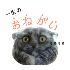 [LINEスタンプ] ぶおさんのはんこ