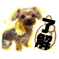 [LINEスタンプ] ヨーキーのぽてと君