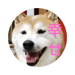 [LINEスタンプ] 柴犬しば爺3