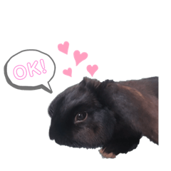 [LINEスタンプ] くろすけとその飼い主