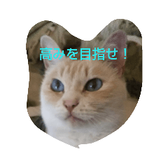 [LINEスタンプ] 猫のとうふ様