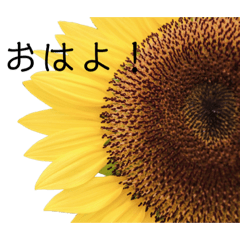 [LINEスタンプ] シンプルなお花のスタンプ