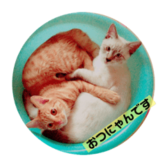 [LINEスタンプ] ちゃちゃしら✩.*˚