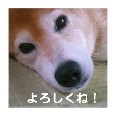 [LINEスタンプ] コロとハイジ
