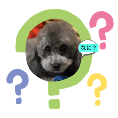 [LINEスタンプ] トイプーのT君