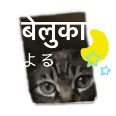 [LINEスタンプ] 猫とネパール語4