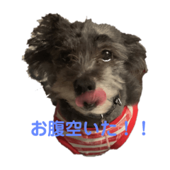 [LINEスタンプ] パルたんの日常