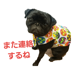 [LINEスタンプ] 黒パグ虎哲5