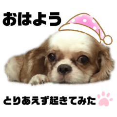 [LINEスタンプ] キャバリアの“きゃん♡”