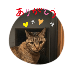 [LINEスタンプ] nekochan. s