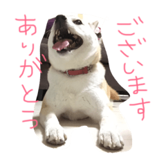 [LINEスタンプ] 実写柴犬スタンプ