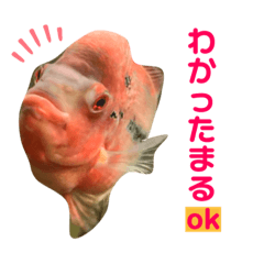 [LINEスタンプ] フラワーホーンのこぶさん②