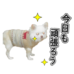 [LINEスタンプ] チワワのノンちゃんスタンプ