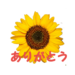 [LINEスタンプ] 花ピース