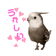 [LINEスタンプ] オカメインコのポリくん