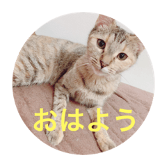 [LINEスタンプ] きなこちゃんの日常スタンプ