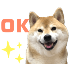 [LINEスタンプ] 柴犬ぎんのスタンプ1