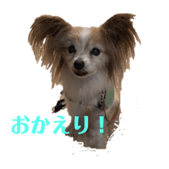 [LINEスタンプ] パピヨン犬チーコの日常