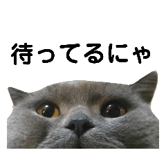 [LINEスタンプ] ブリの日常