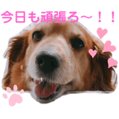 [LINEスタンプ] わん子の一日❤︎ 〜日常〜