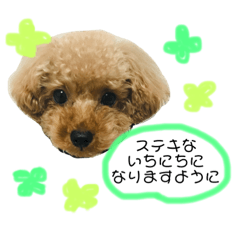 [LINEスタンプ] トイプードル＊蒼空(そら)＊6