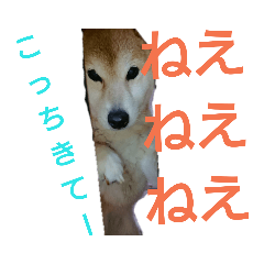 [LINEスタンプ] dog スタンプの画像（メイン）