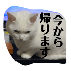 [LINEスタンプ] ぎんの日常である2