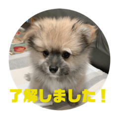 [LINEスタンプ] ハーフ犬のポメチ①
