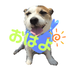 [LINEスタンプ] ジャックラッセル×チワワ