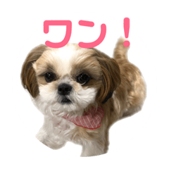 [LINEスタンプ] 朝倉弁だワン！