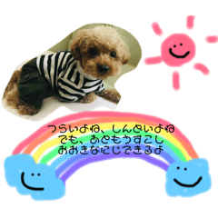 [LINEスタンプ] トイプードル＊蒼空＊7