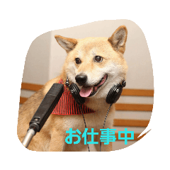 [LINEスタンプ] 柴犬ジェームス