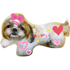 [LINEスタンプ] シーズーチョコちゃん3